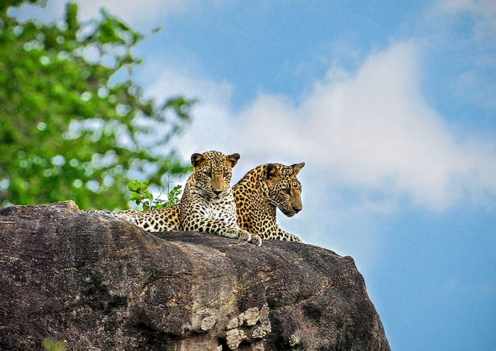 Leopard (Panthera pardus) trails in Yala National Park