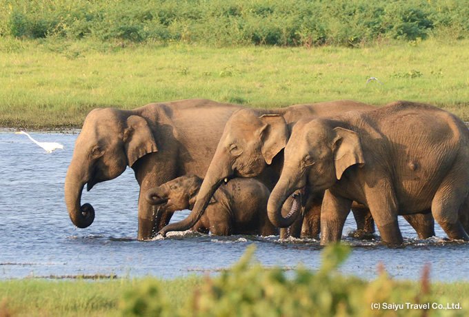 Sri Lankan Elephants (Elephas maximus maximus)  Yala National Park