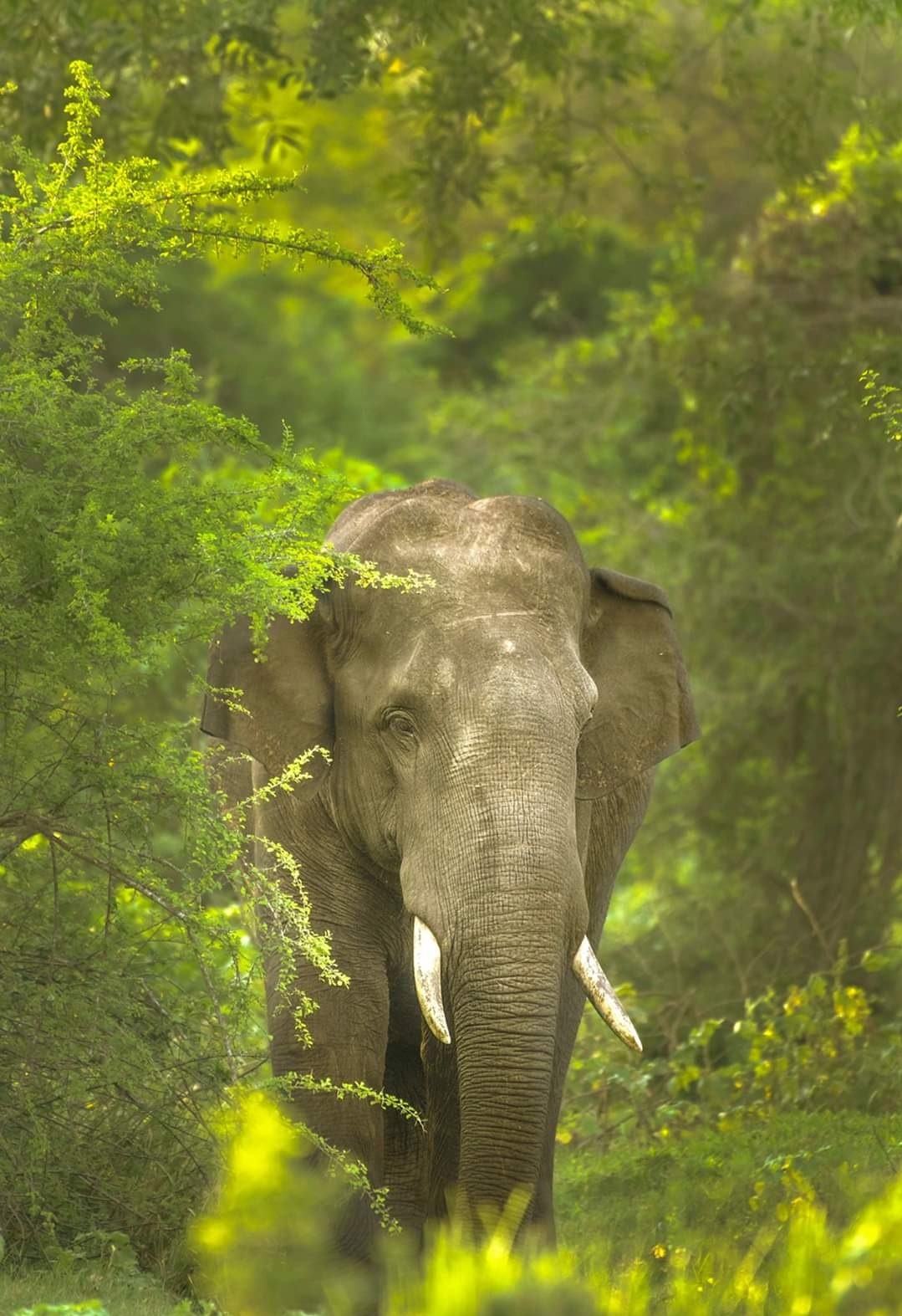 Sri Lankan Elephants (Elephas maximus maximus)  Yala National Park